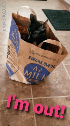 A Cat Is Sitting In A Brown Bag That Says A2 Milk GIF