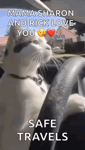 A Cat Is Sitting In A Car And Says Mama Sharon And Rick Love You Safe Travels . GIF