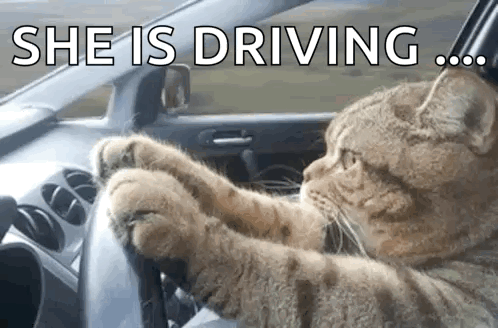 A Cat Is Sitting In A Car With Its Paws On The Steering Wheel . GIF