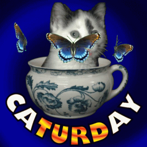A Cat Is Sitting In A Cup With Butterflies Around It And The Words Saturday Written Below It GIF