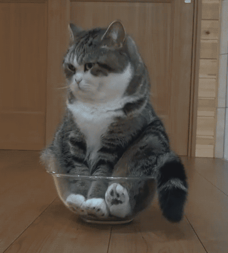 A Cat Is Sitting In A Glass Bowl On A Wood Floor GIF