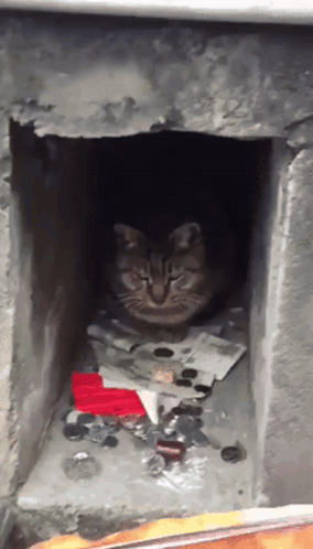 A Cat Is Sitting In A Hole Surrounded By Keys GIF