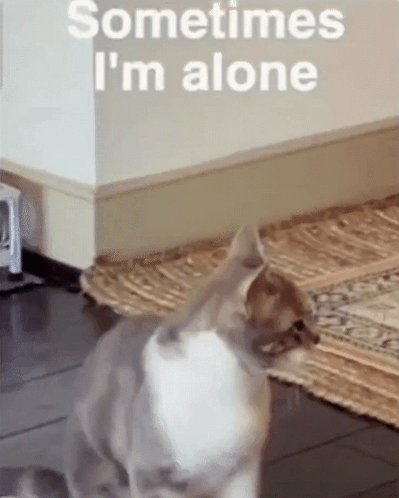 A Cat Is Sitting In A Room With The Words " Sometimes I 'M Alone " On The Wall GIF