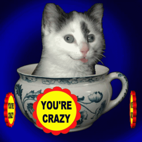 A Cat Is Sitting In A Teacup With A Yellow Circle That Says You 'Re Crazy GIF