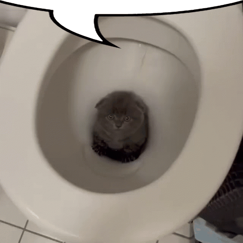 A Cat Is Sitting In A Toilet With A Speech Bubble Behind It GIF