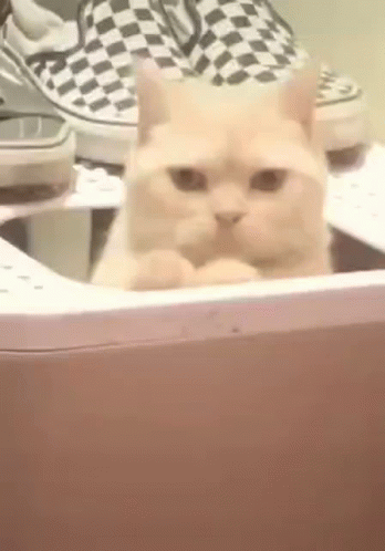 A Cat Is Sitting In A Washing Machine Next To A Pair Of Shoes . GIF