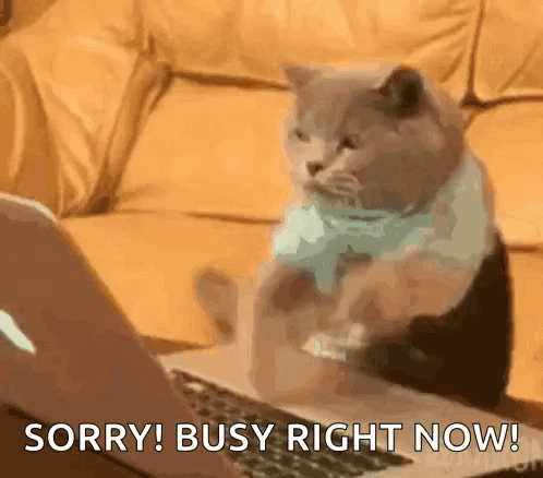 A Cat Is Sitting In Front Of A Laptop Computer And Says Sorry Busy Right Now GIF
