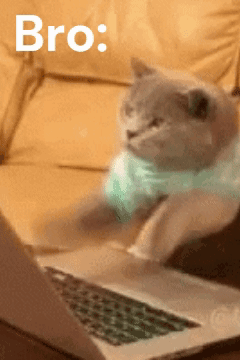A Cat Is Sitting In Front Of A Laptop With The Word Bro Written Above It GIF