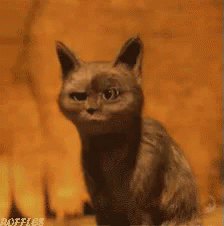 A Cat Is Sitting In Front Of A Wall And Licking Its Paw . GIF