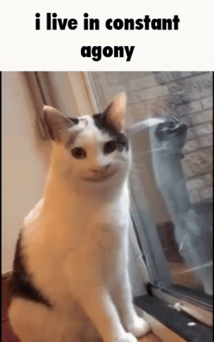 A Cat Is Sitting In Front Of A Window With A Caption That Says `` I Live In Constant Agony '' GIF