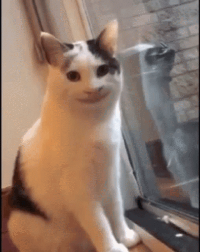 A Cat Is Sitting In Front Of A Window With A Smiling Face . GIF
