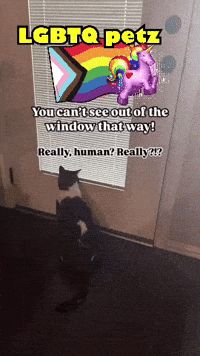 Cat Sitting In Front Of Window With Unicorn Balloon And Rainbow Flag GIF