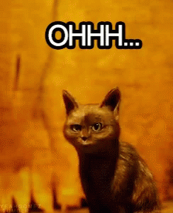 A Cat Is Sitting In Front Of An Orange Wall With The Words Ohhh Written On It GIF