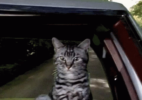 A Cat Is Sitting In The Back Of A Car And Looking Out The Window GIF