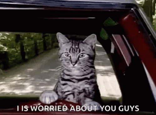 A Cat Is Sitting In The Back Seat Of A Car And Looking Out The Window . GIF