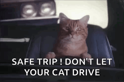 A Cat Is Sitting In The Back Seat Of A Car With The Words `` Safe Trip ! Do N't Let Your Cat Drive '' . GIF