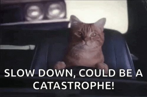 A Cat Is Sitting In The Back Seat Of A Car With The Words `` Slow Down , Could Be A Catastrophe '' . GIF