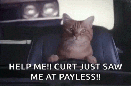 A Cat Is Sitting In The Driver 'S Seat Of A Car And Asking To Be Helped . GIF
