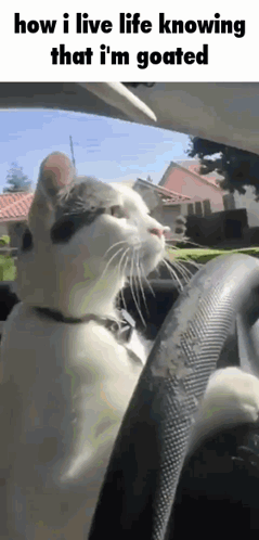 A Cat Is Sitting In The Driver 'S Seat Of A Car And Looking At The Camera GIF