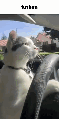 A Cat Is Sitting In The Driver 'S Seat Of A Car Looking Out The Window . GIF