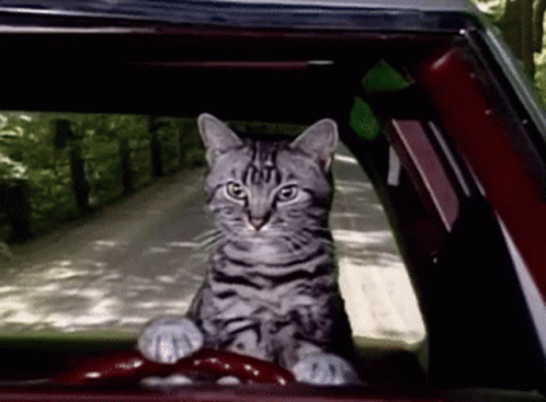 A Cat Is Sitting In The Driver 'S Seat Of A Car On A Road . GIF