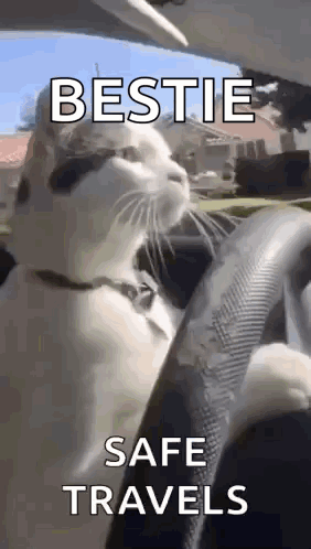 A Cat Is Sitting In The Driver 'S Seat Of A Car With The Words `` Bestie Safe Travels '' Written On It . GIF