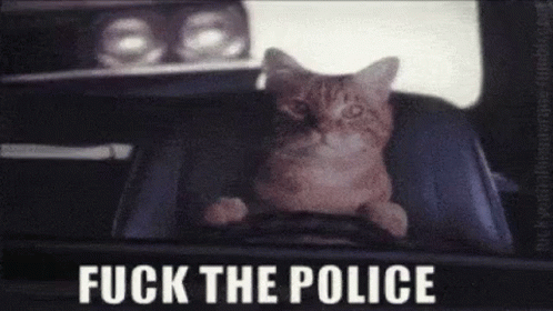 A Cat Is Sitting In The Driver 'S Seat Of A Car With The Words `` Fuck The Police '' Written On It . GIF