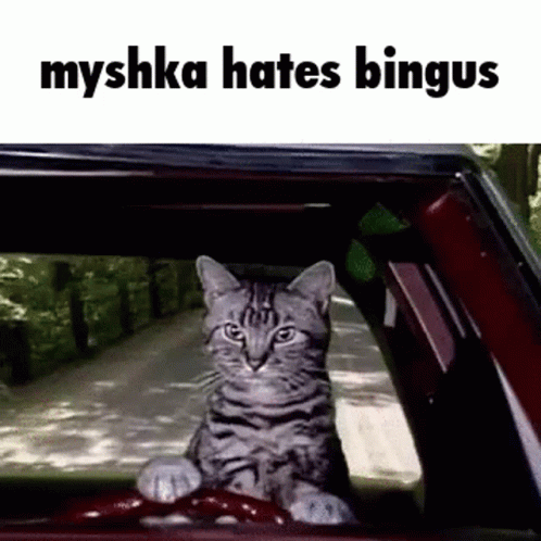 A Cat Is Sitting In The Driver 'S Seat Of A Car With The Words Myshka Hates Bingus Above It . GIF