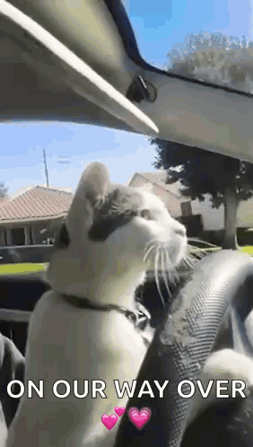 A Cat Is Sitting In The Driver 'S Seat Of A Car With The Words On Our Way Over Below It . GIF