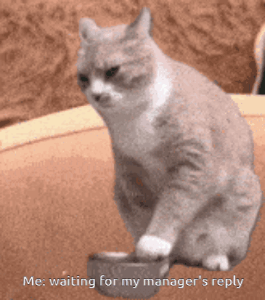A Cat Is Sitting Next To A Bowl Of Food And Says " Me Waiting For My Manager 'S Reply " GIF