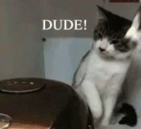 A Cat Is Sitting Next To A Pot And Says Dude On The Bottom GIF