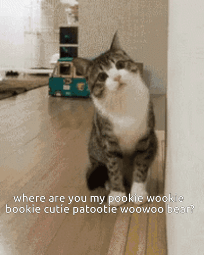A Cat Is Sitting Next To A Wall With A Caption That Says Where Are You My Pookie Wookie GIF