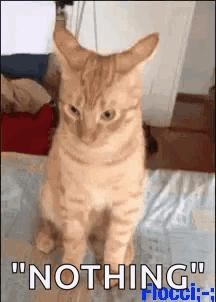 A Cat Is Sitting On A Bed And Looking At The Camera . GIF