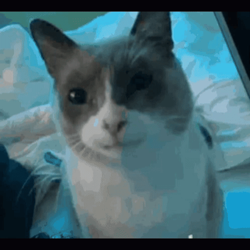 A Cat Is Sitting On A Bed And Looking At The Camera GIF