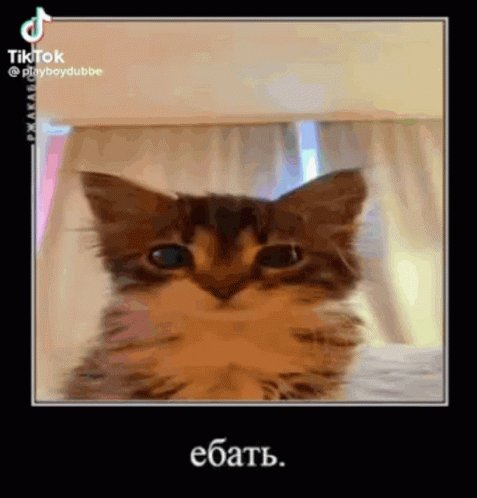 A Cat Is Sitting On A Bed And Looking At The Camera With A Black Background . GIF