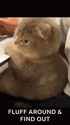 Cat Sitting On Bed Next To Laptop GIF