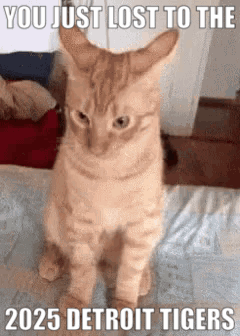 A Cat Is Sitting On A Bed With A Meme That Says ' You Just Lost To The 2025 Detroit Tigers ' GIF