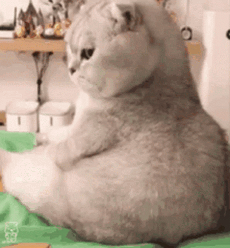 A Cat Is Sitting On A Bed With Its Legs Crossed . GIF