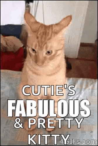 A Cat Is Sitting On A Bed With The Words Cutie 'S Fabulous & Pretty Kitty Written Below It GIF