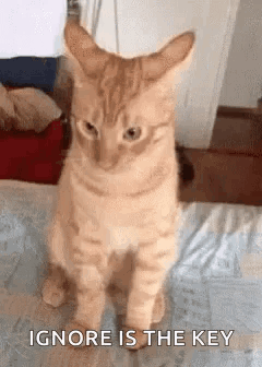 A Cat Is Sitting On A Bed With The Words `` Ignore Is The Key '' Written On The Bottom . GIF