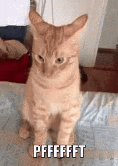 A Cat Is Sitting On A Bed With The Words Pffffft Written On It GIF