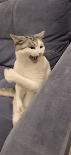 A Cat Is Sitting On A Blue Couch With Its Mouth Open . GIF