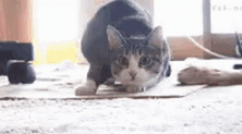 A Cat Is Sitting On A Cardboard Box On A Carpet . GIF