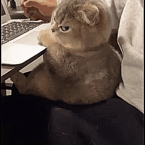 Cat Sitting On Chair Next To Laptop GIF