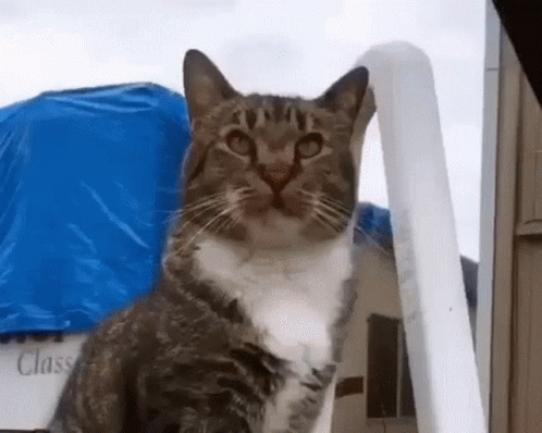 A Cat Is Sitting On A Chair With A Blue Tarp Behind It And Looking Up At The Camera . GIF