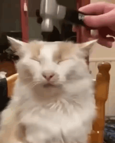 A Cat Is Sitting On A Chair With Its Eyes Closed While A Person Brushes It 'S Fur . GIF