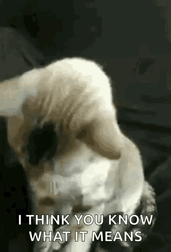 A Cat Is Sitting On A Couch And Looking At The Camera . GIF