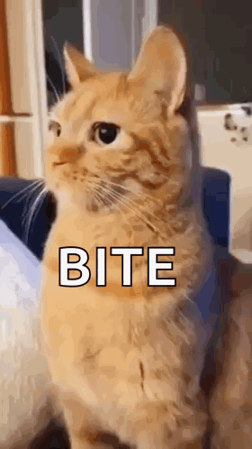 A Cat Is Sitting On A Couch And Looking At The Camera With The Word Bite Written On Its Chest . GIF