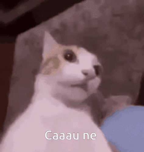 A Cat Is Sitting On A Couch And Looking At The Camera . GIF