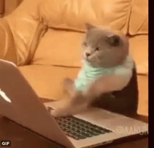 A Cat Is Sitting On A Couch And Using A Laptop Computer . GIF